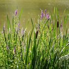 Mittwochsblümchen wild und wunderschön