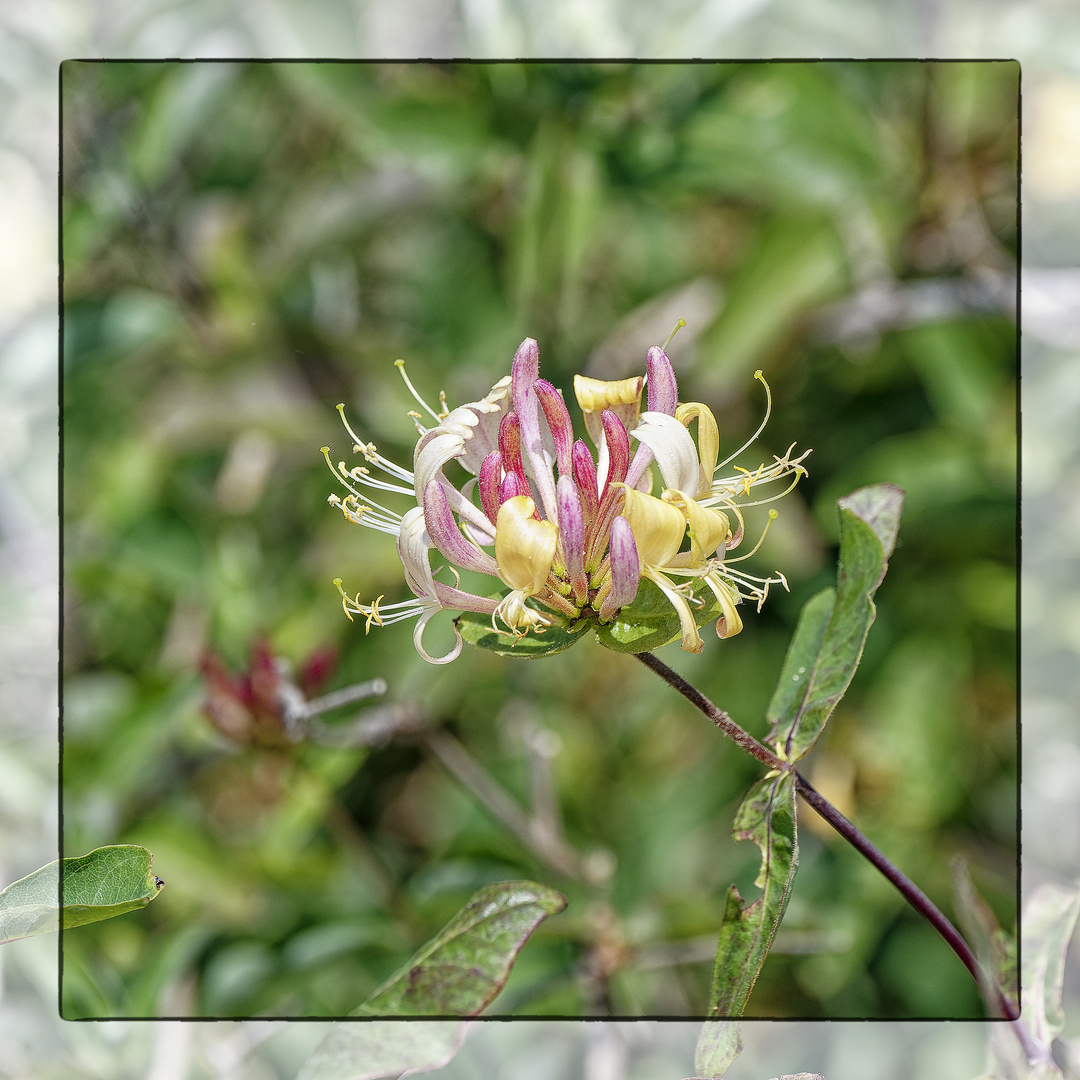 Mittwochsblümchen - Wildblume