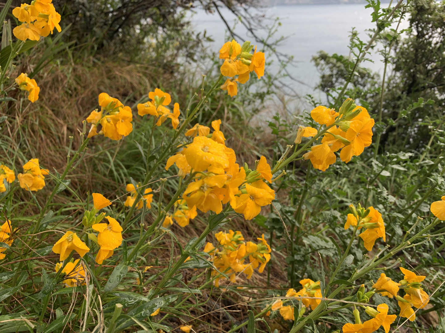 Mittwochsblümchen: Wilder Goldlack (Erysimum cheirii)...