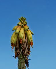 Mittwochsblümchen will groß rauskommen