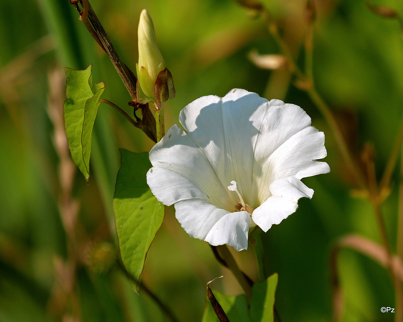 Mittwochsblümchen: Windenblüte ...