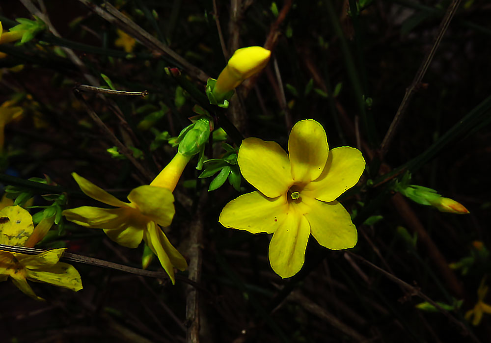 Mittwochsblümchen: Winter-Jasmin