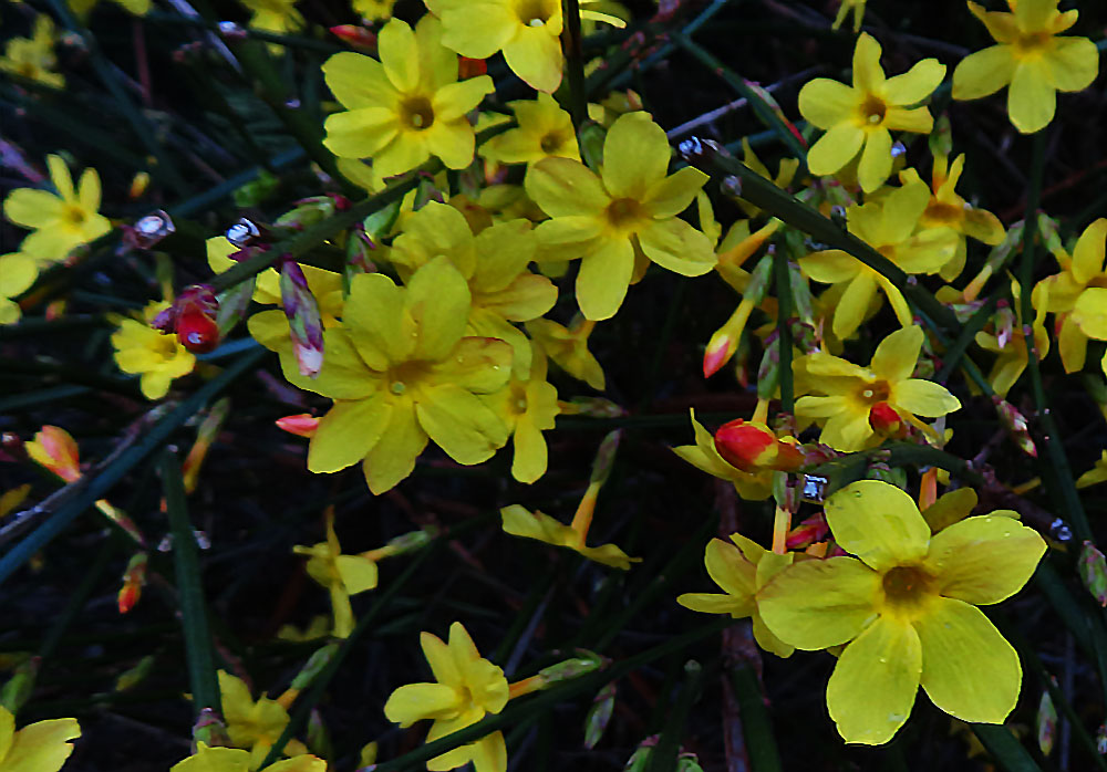 Mittwochsblümchen: Winter-Jasmin