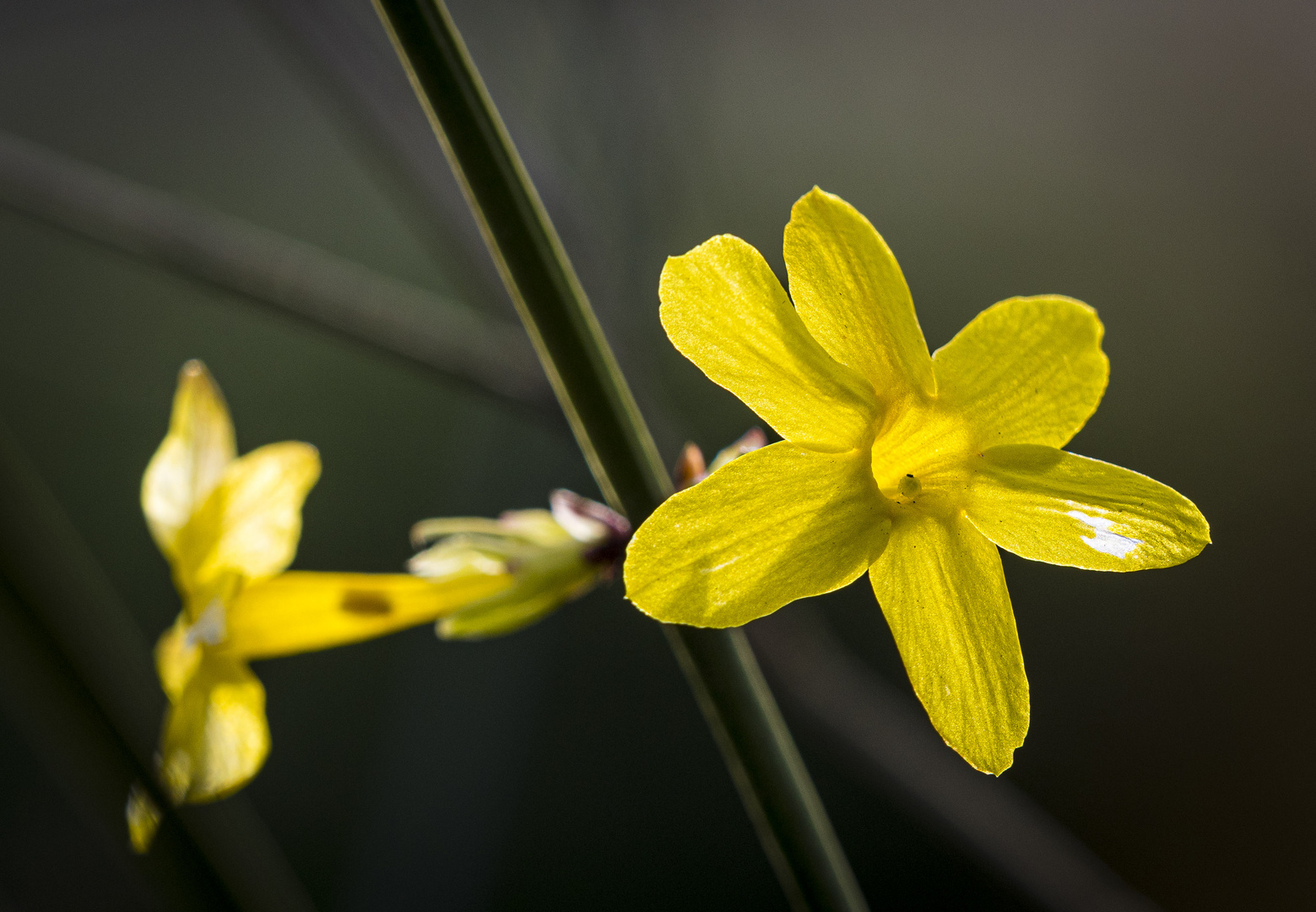 Mittwochsblümchen - Winterjasmin