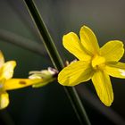 Mittwochsblümchen - Winterjasmin