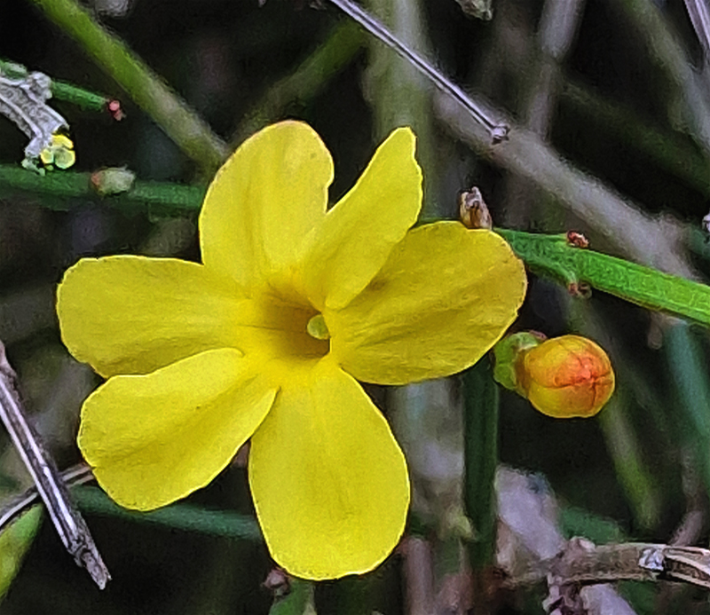 Mittwochsblümchen - Winterjasmin