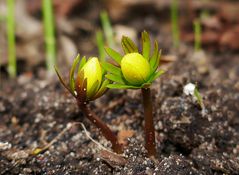 Mittwochsblümchen: Winterlinge