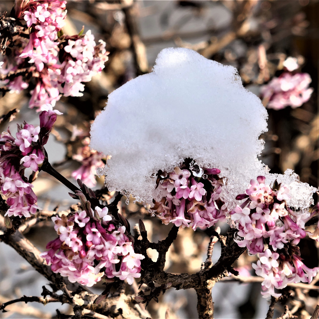 Mittwochsblümchen. Winterschneeball