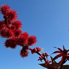 Mittwochsblümchen: Wunderbaum-Früchte ...