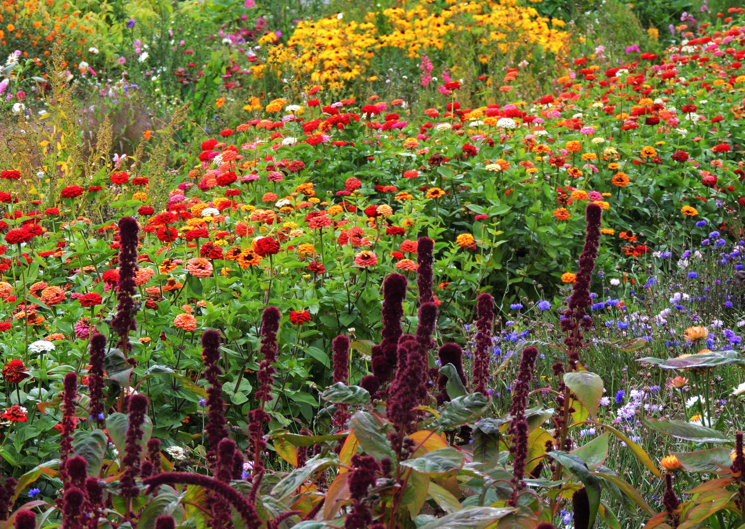 Mittwochsblümchen XVII - ganz viele in allen Farben