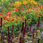 Mittwochsblümchen XVII - ganz viele in allen Farben