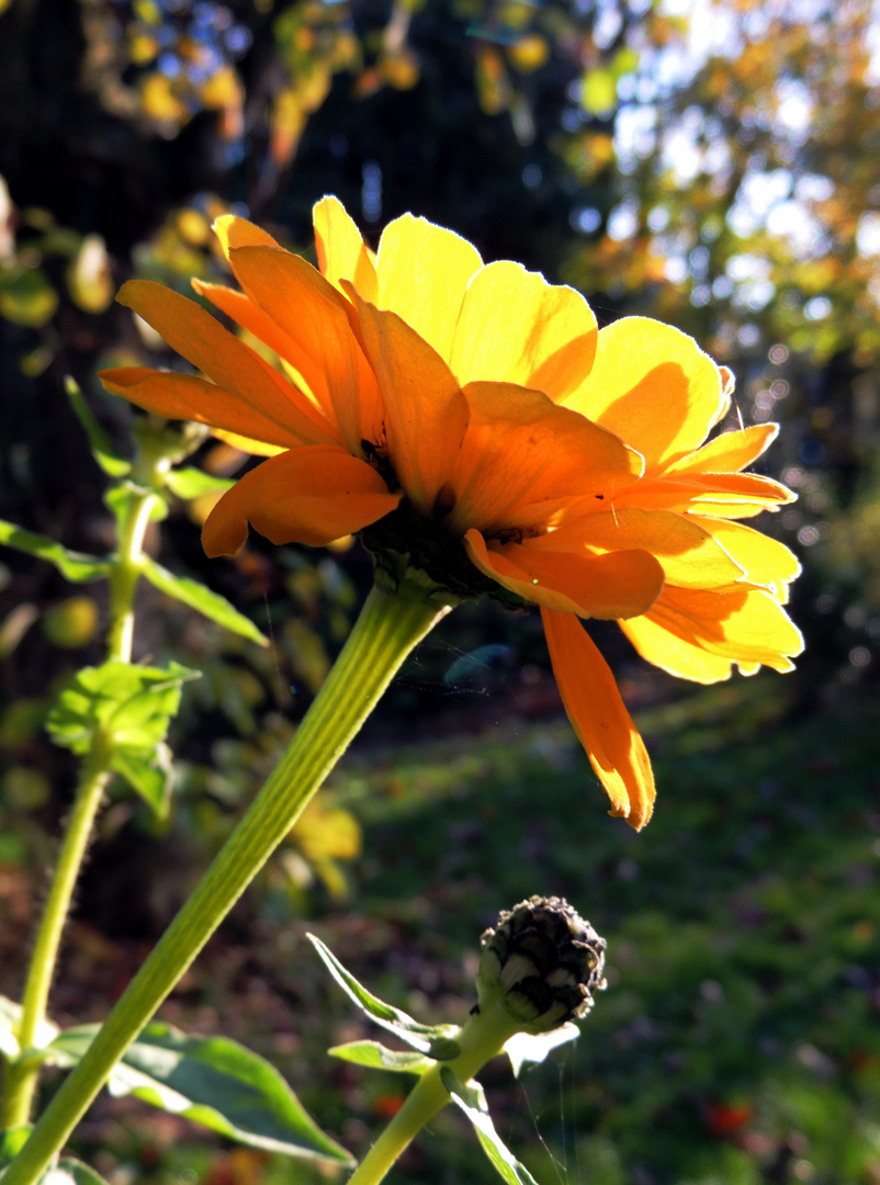 Mittwochsblümchen XXVII - Gelb im Novemberlicht