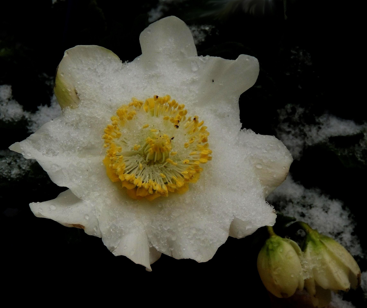 Mittwochsblümchen XXXI - Christrose mit Nassschnee