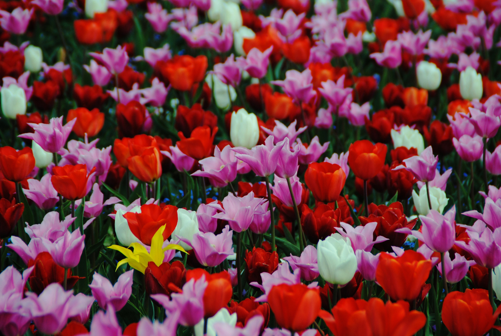 Mittwochsblümchen XXXIX - Tulpenbeet mit Fehler?