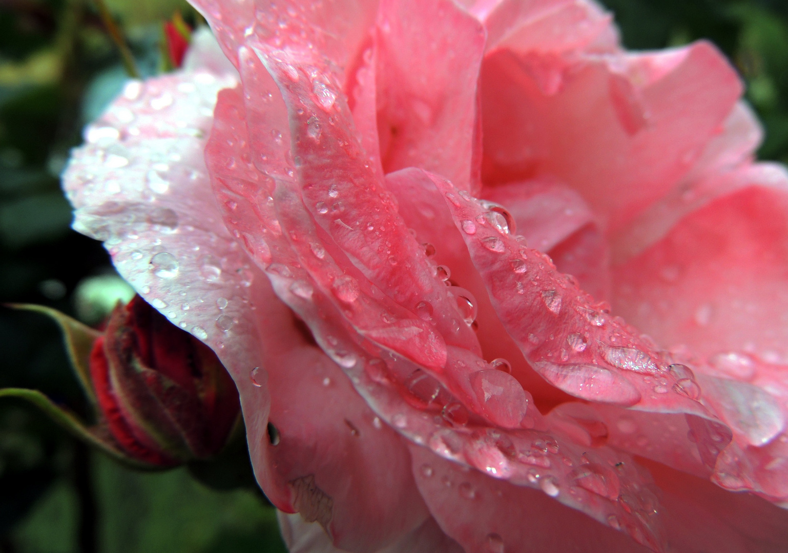 Mittwochsblümchen XXXXV - Rose im Regen