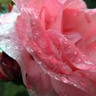 Mittwochsblümchen XXXXV - Rose im Regen