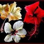 Mittwochsblümchen- Zauberhafte Blüten
