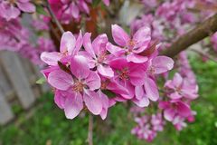 Mittwochsblümchen: Zierapfel im Vorgarten