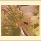 Mittwochsblümchen- Ziergräser mit Libelle