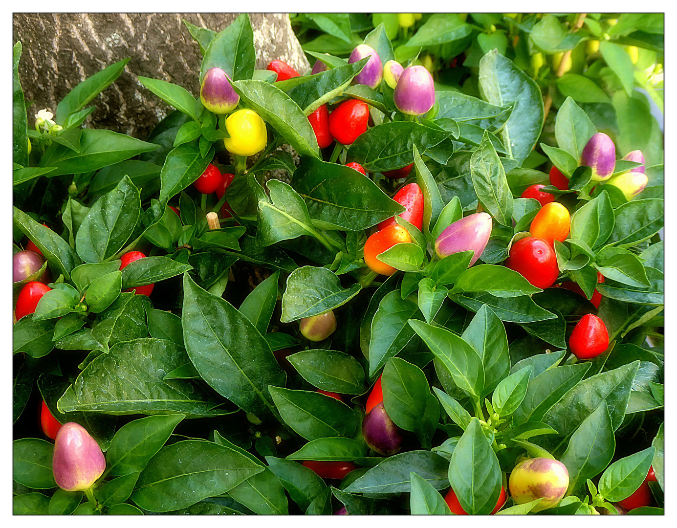 Mittwochsblümchen- Zierpaprika