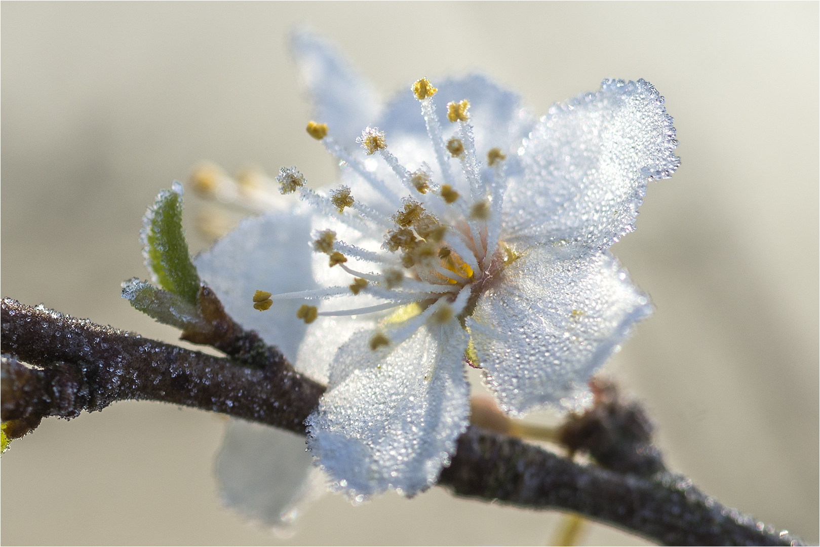 … Mittwochsblümchen zur Winterszeit …