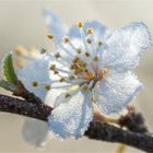 … Mittwochsblümchen zur Winterszeit …