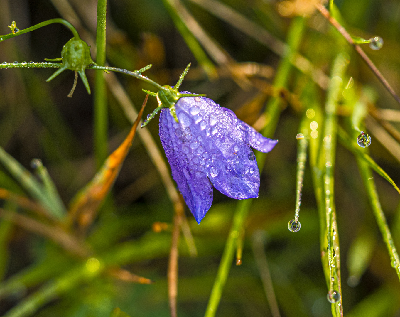 Mittwochsblümchen - Zwergglockenblume