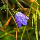 Mittwochsblümchen - Zwergglockenblume