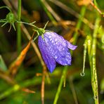 Mittwochsblümchen - Zwergglockenblume