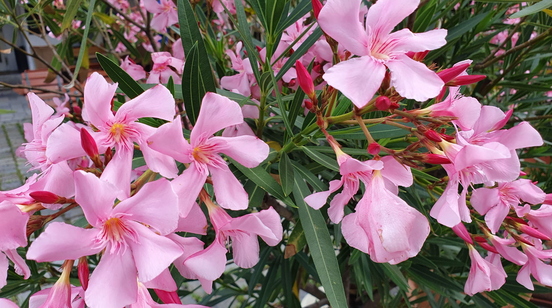 Mittwochsblümchen185: Oleander bzw. Rosenlorbeer