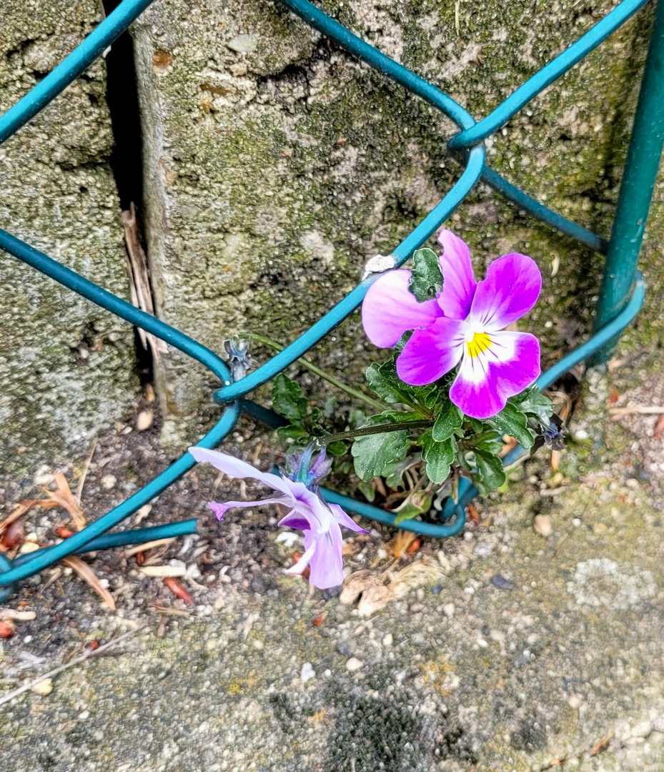 Mittwochsblümchen...ausgebüchst