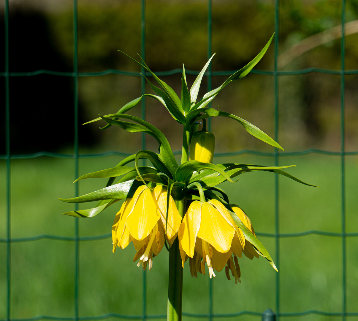 Mittwochsblümchen…….Kaiserkrone