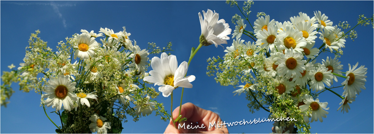 Mittwochsblümchen_Margeriten 