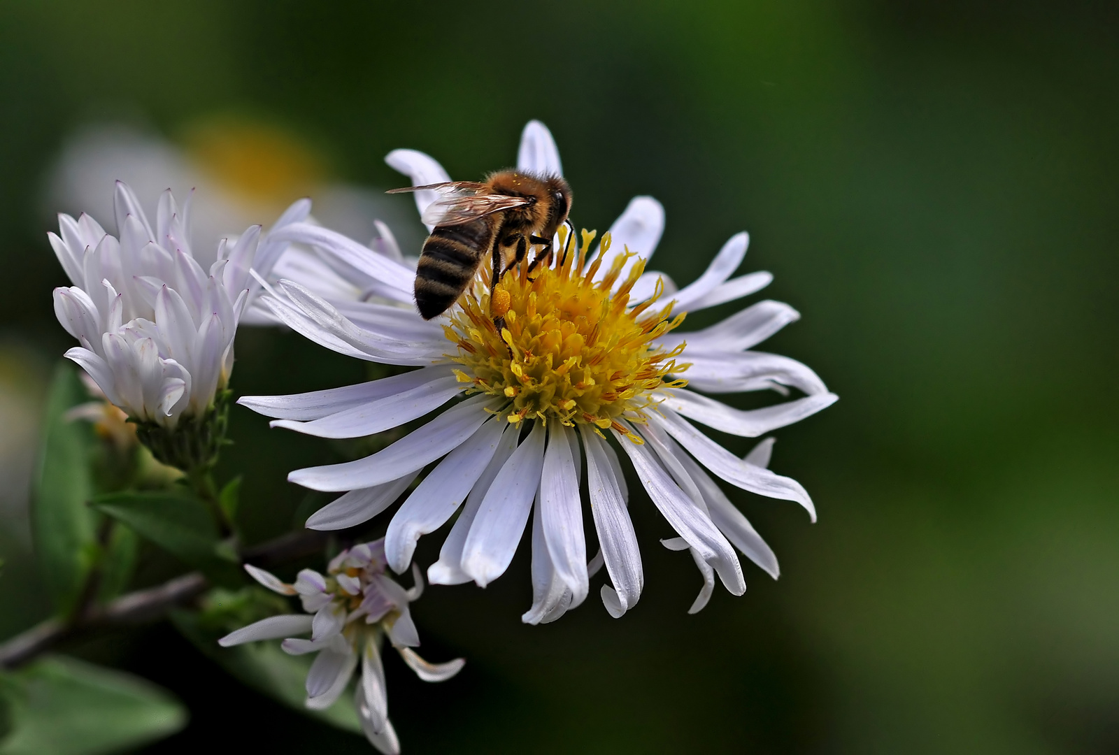 Mittwochsblümle mit Besuch