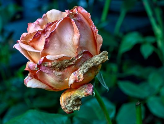 ***     mittwochsblümschen nicht mehr  .......      ***