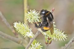  Mittwochsblütchen mit Erdhummel