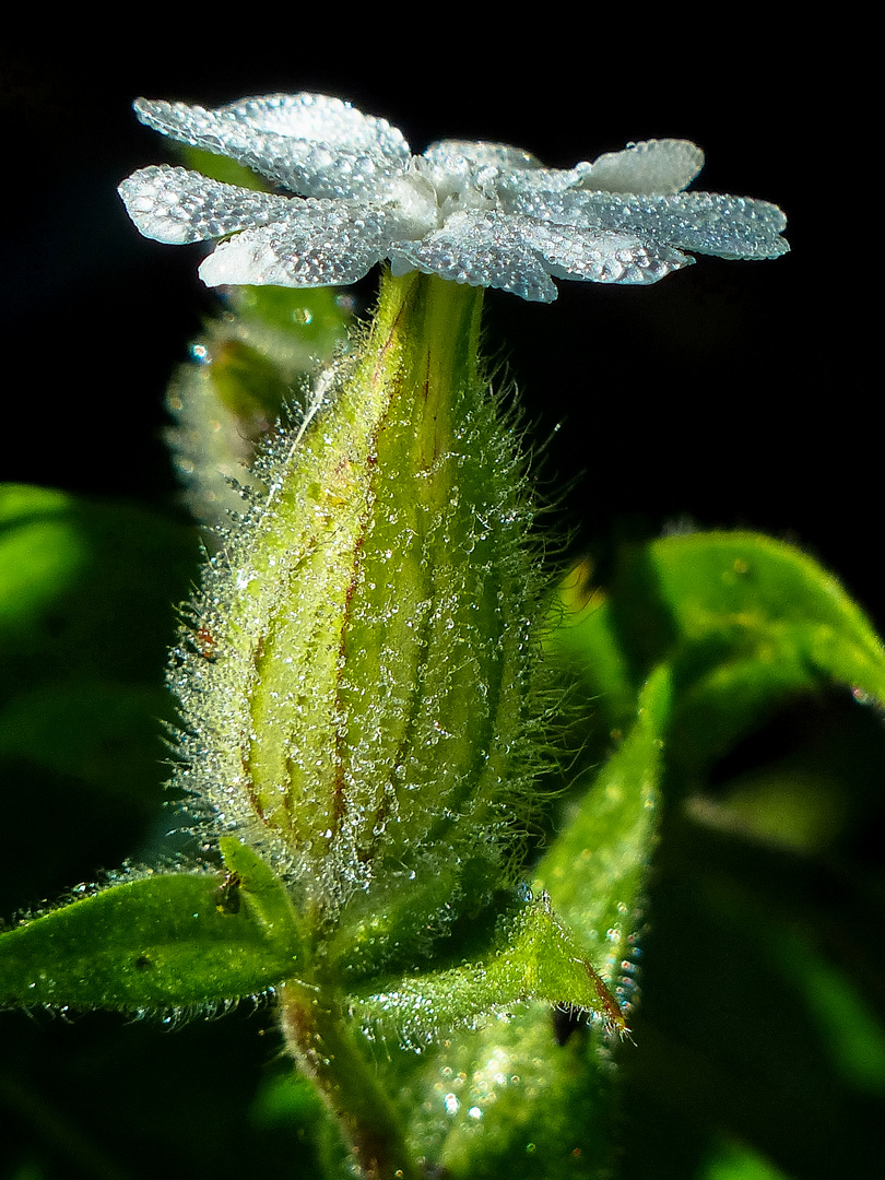 Mittwochsblüte mit Morgentau