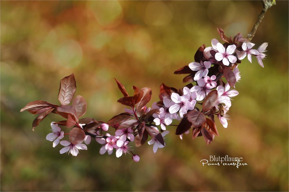 MITTWOCHSBLÜTEN