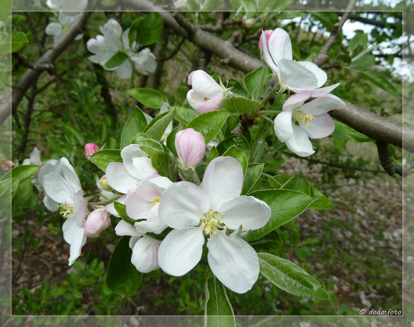 - Mittwochsblüten -