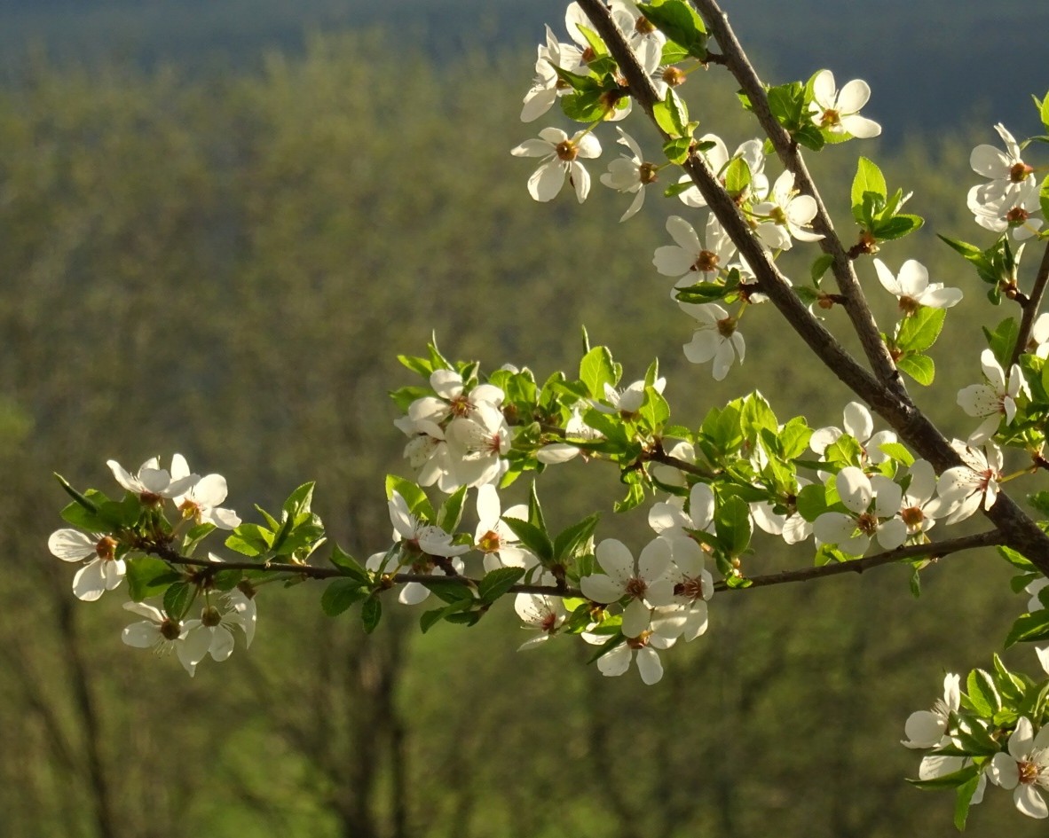 Mittwochsblüten