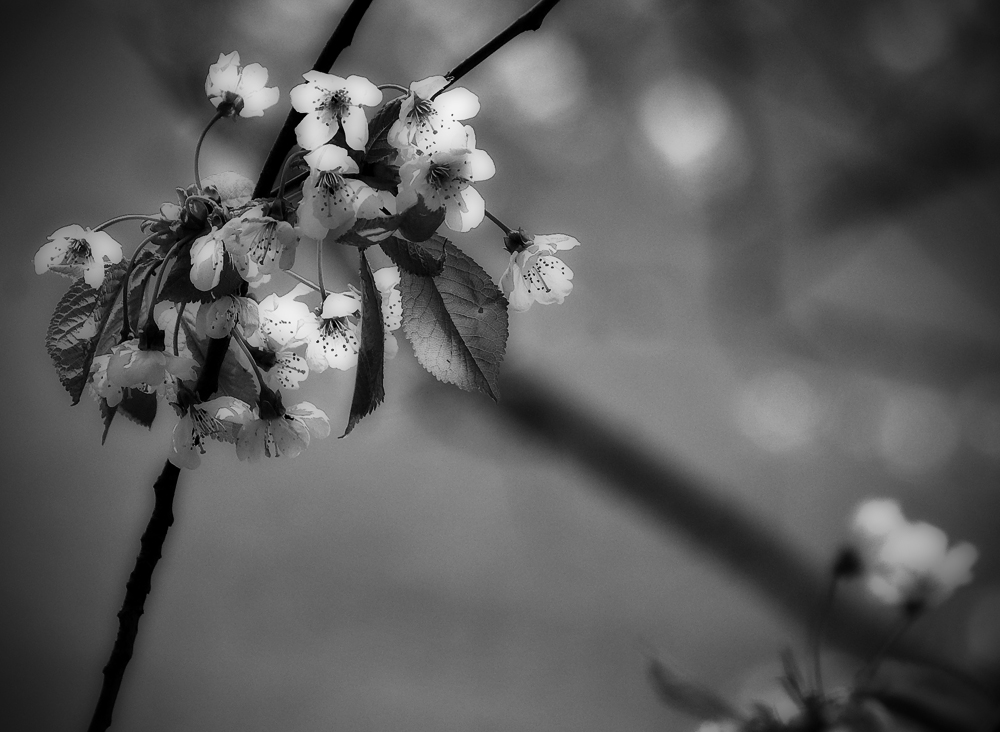 Mittwochsblüten in SW