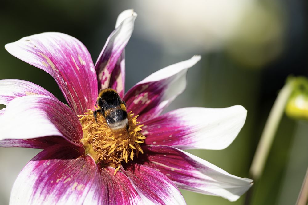 Mittwochsblu?mchen mit Besucher