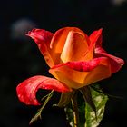 Mittwochsblumchen - Rose2