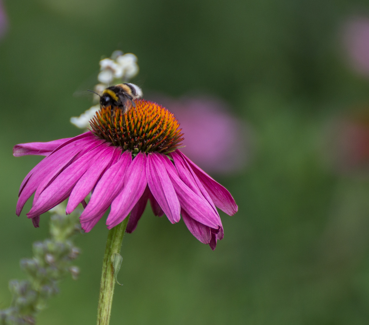 Mittwochsblume 2 mit Besuch