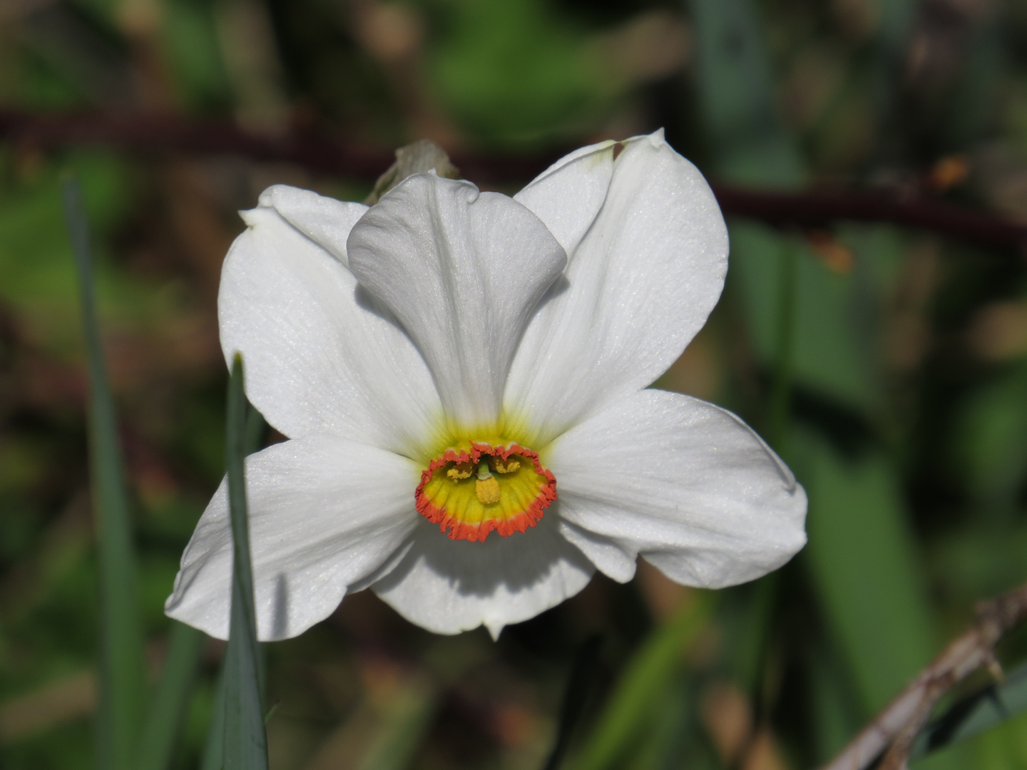 Mittwochsblume aus Schweden...................