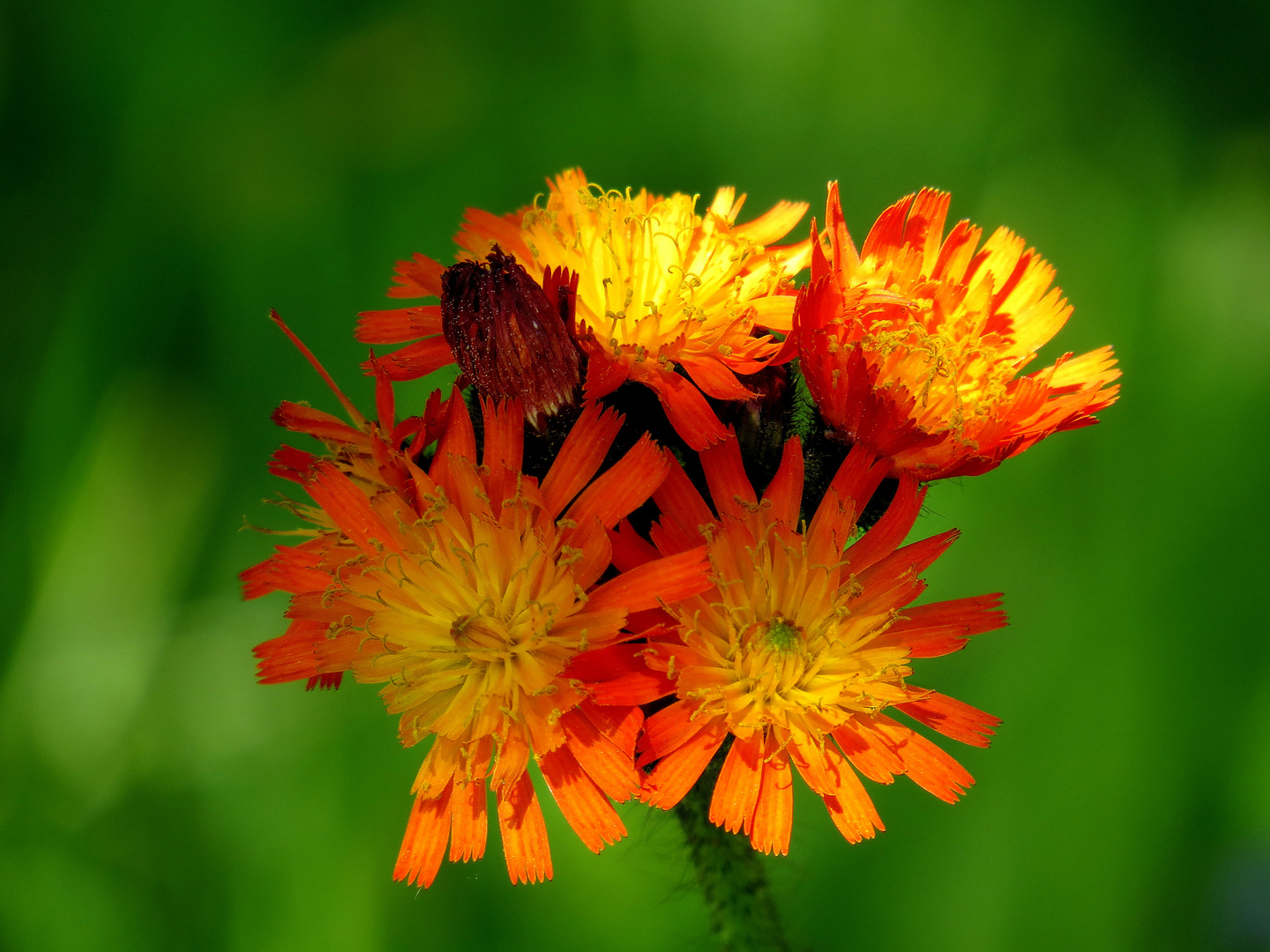 Mittwochsblume aus Schweden