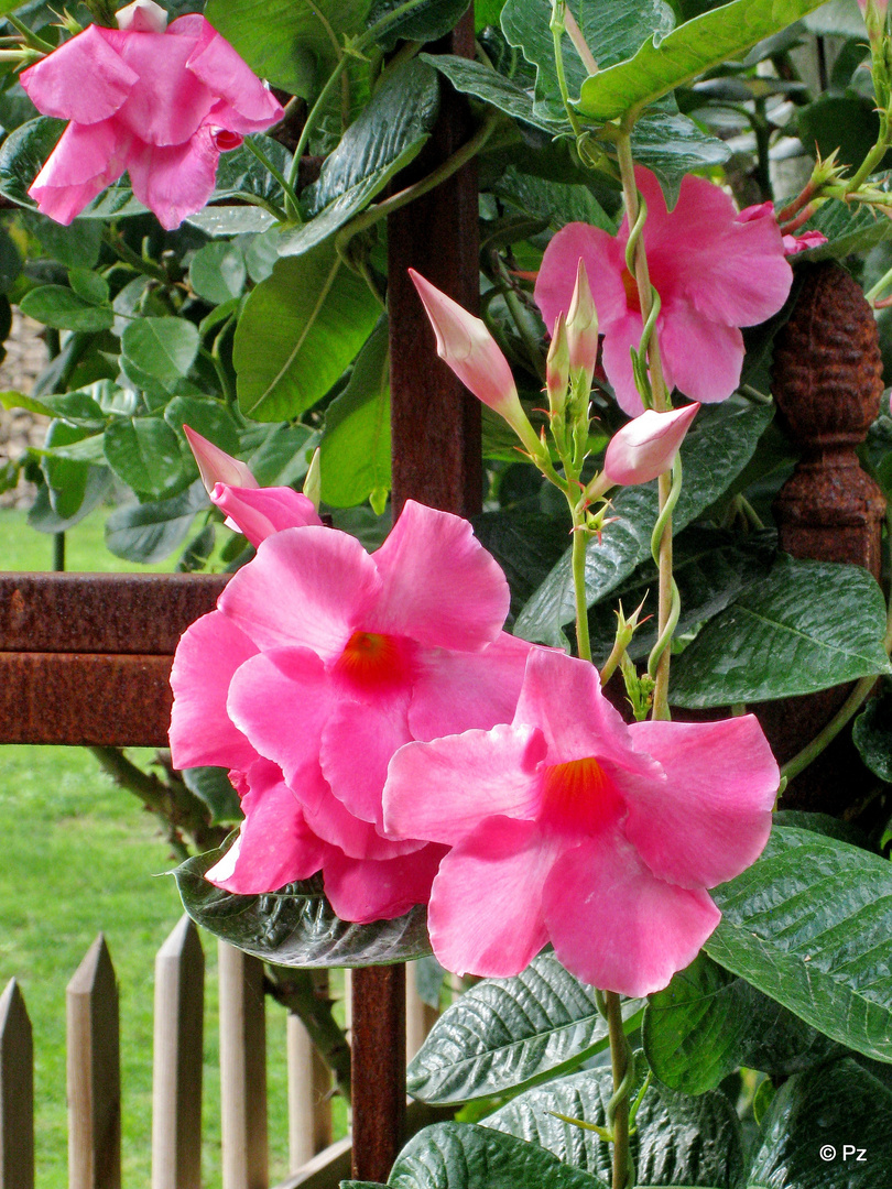 Mittwochsblume: Dipladenia oder - wissenschaftlich - Mandevilla ...