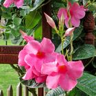 Mittwochsblume: Dipladenia oder - wissenschaftlich - Mandevilla ...