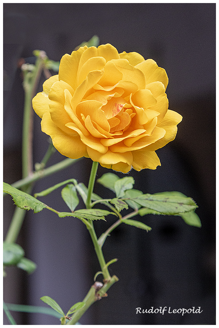 Mittwochsblume: Eine der letzten blühenden Rosen im heurigen Jahr. 