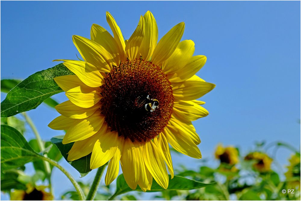 Mittwochsblume Eine große Sonnenblume hat Besuch Foto & Bild